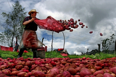 Comités Nacionales de Agricultura Familiar de Indonesia y Colombia logran aprobación de importantes regulaciones a favor de agricultura familiar