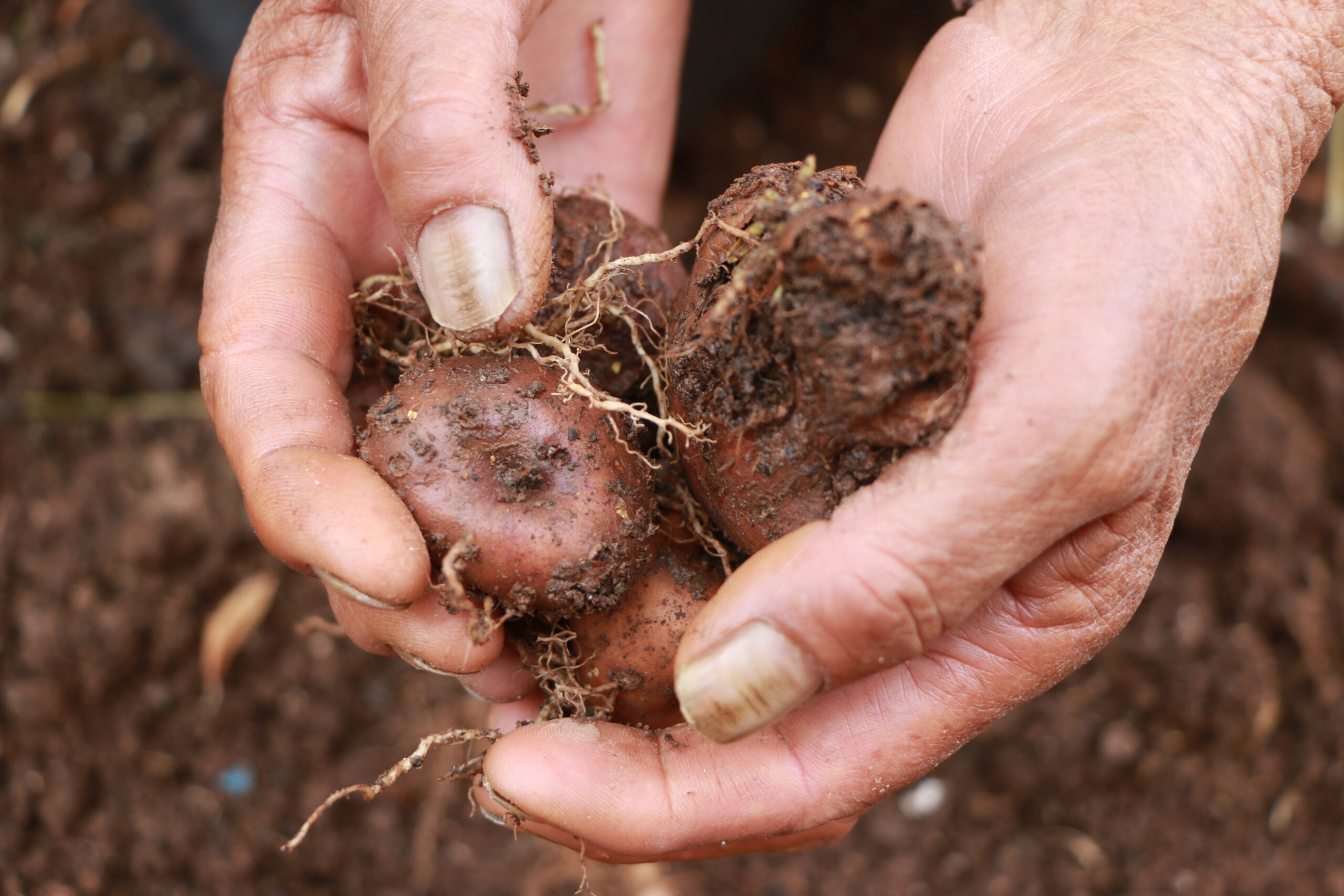 12 PROPOSALS SELECTED IN THE 5TH EDITION OF THE CHALLENGE FUND FOR NATIONAL COMMITTEES OF FAMILY FARMING