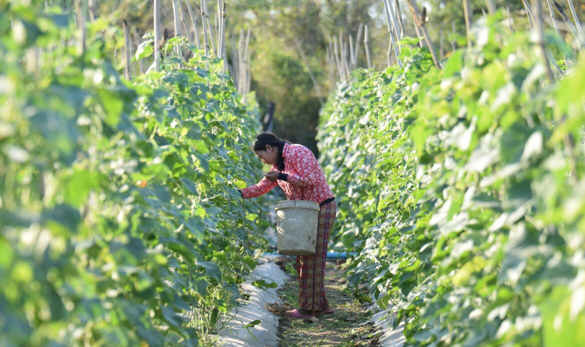 Une étude du Forum Rural Mondial identifie des facteurs clés pour renforcer l’impact des politiques publiques en faveur de l’agriculture familiale