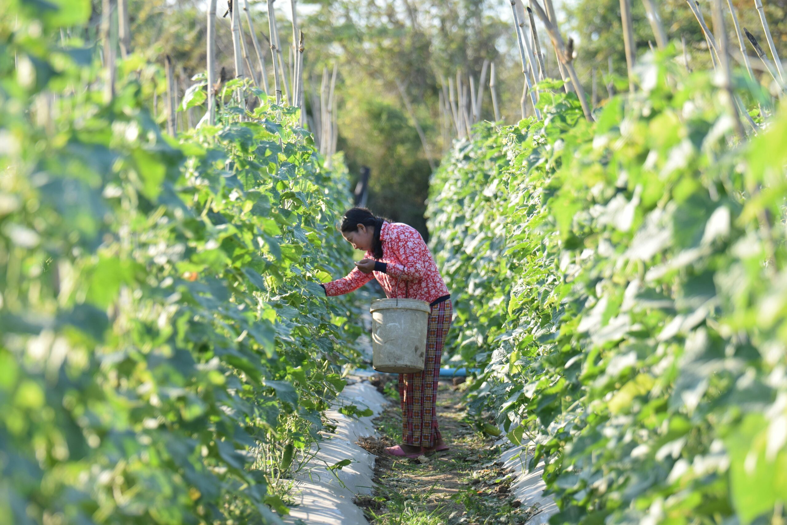 Un estudio del Foro Rural Mundial identifica claves para que las políticas públicas de agricultura familiar generen un mayor impacto